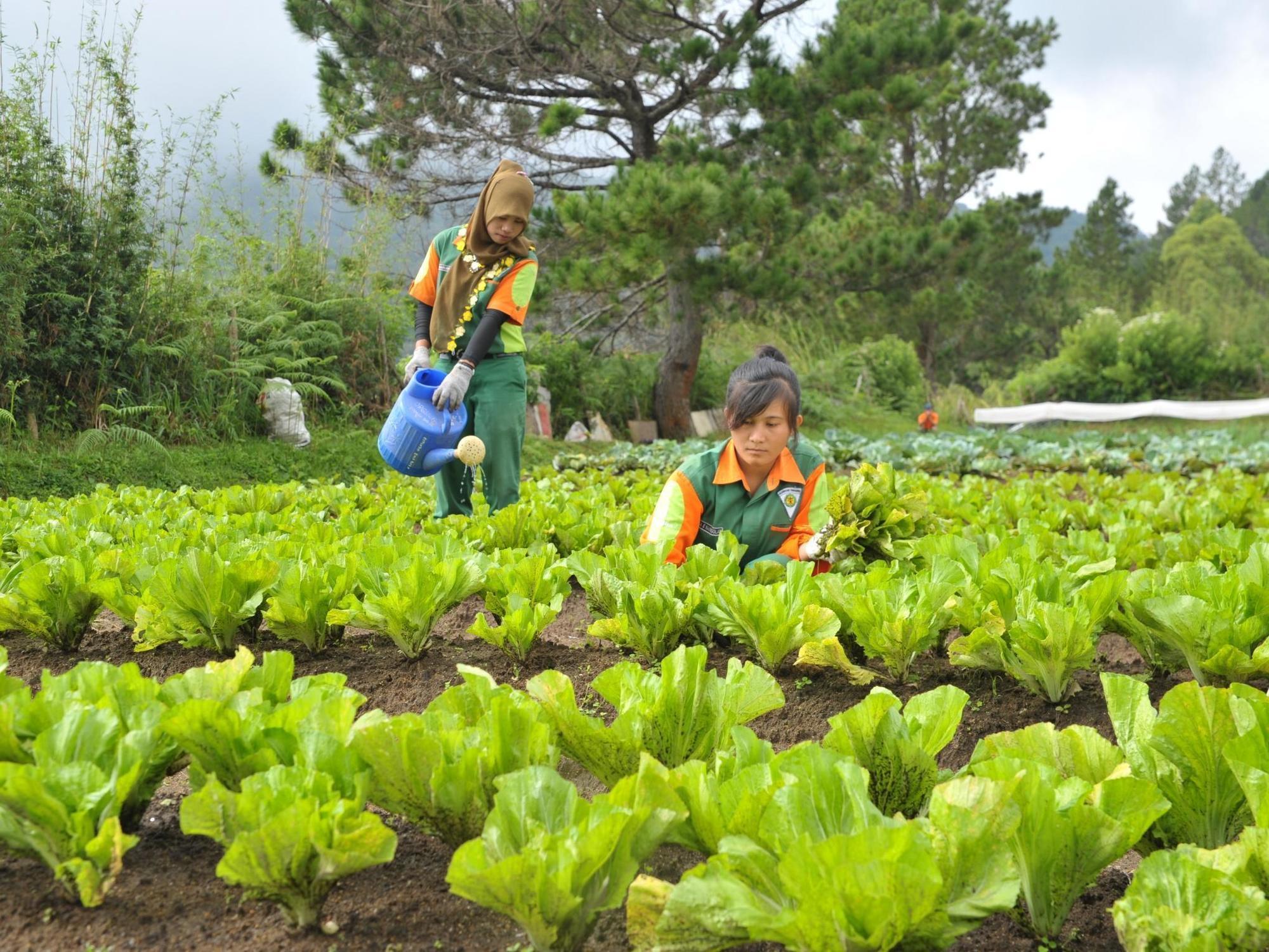 Taman Simalem Resort Tongging ภายนอก รูปภาพ